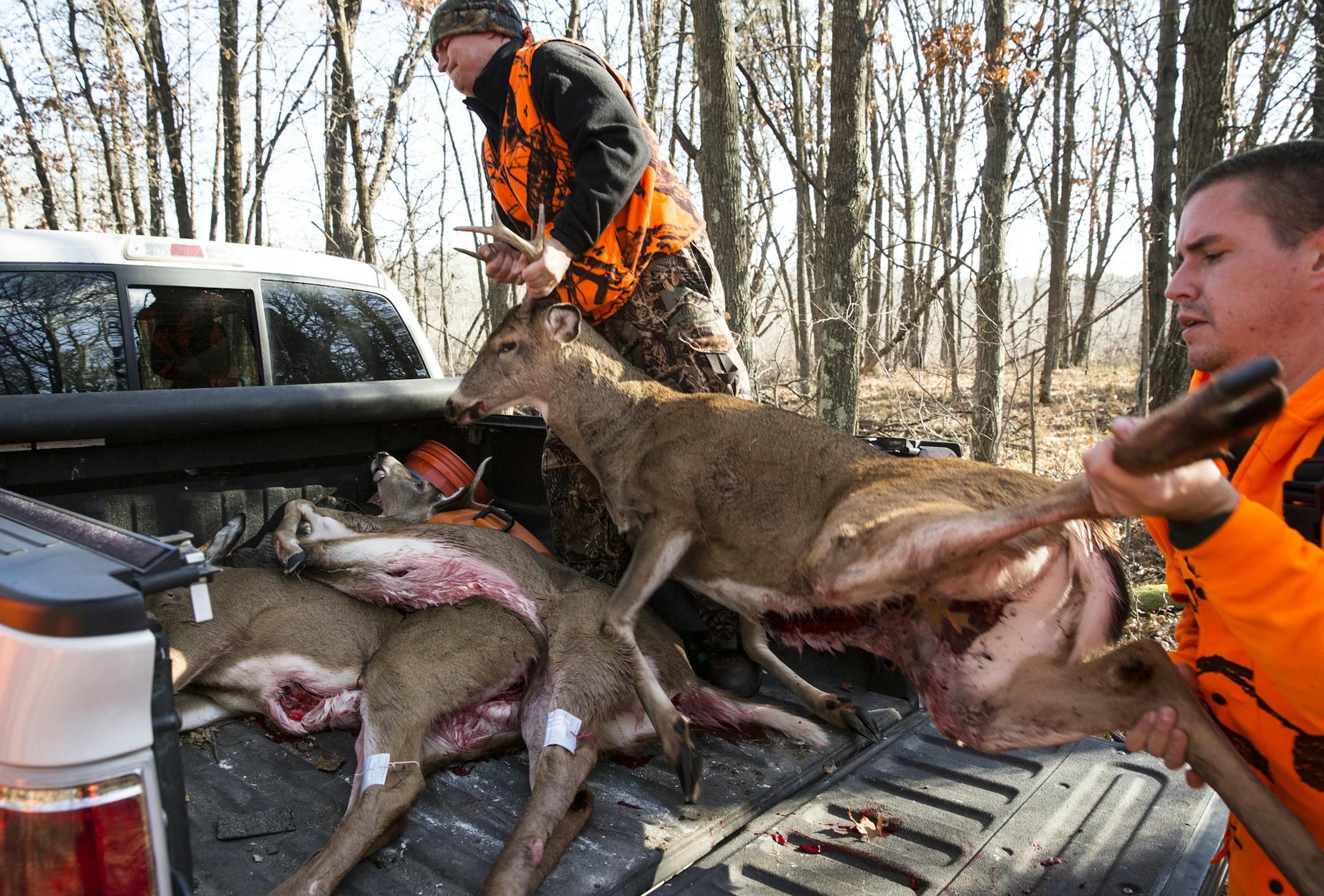 Increasingly, hunters are having difficulty finding butchers to process their deer. Many meat markets are too busy with other parts of their business, and processing deer requires more work and manpower that sometimes doesn't pay off. ] (LEILA NAVIDI/STAR TRIBUNE) leila.navidi@startribune.com