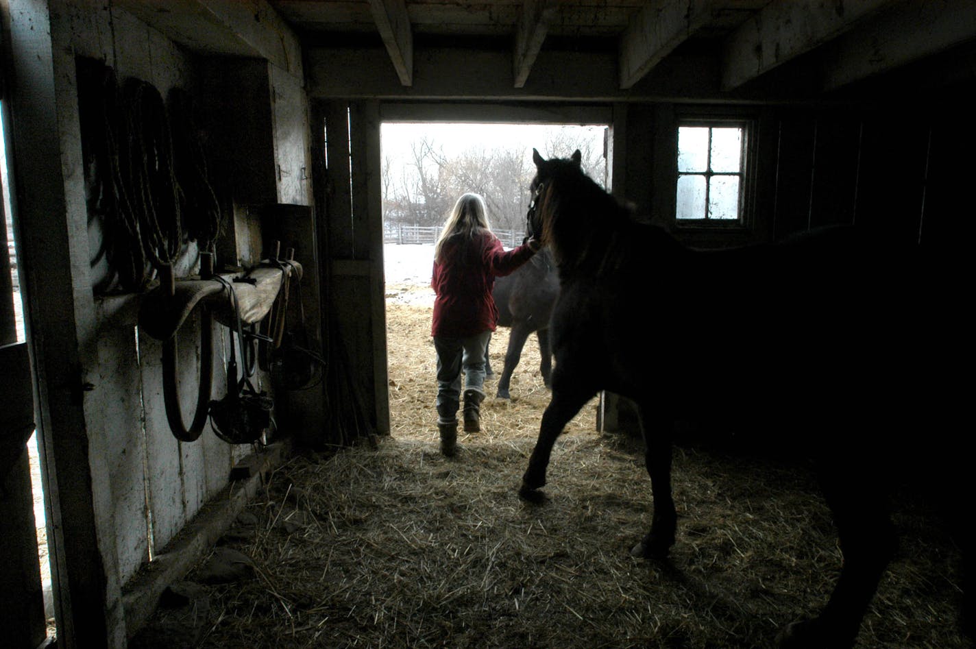 Ann Bercher, assistant site manager, led a draft horse out of the lower barn at Oliver H. Kelley Farm just south of Elk River, Minn.