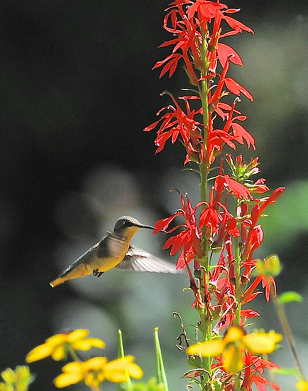 Cardinal flower is very popular with hummingbirds.