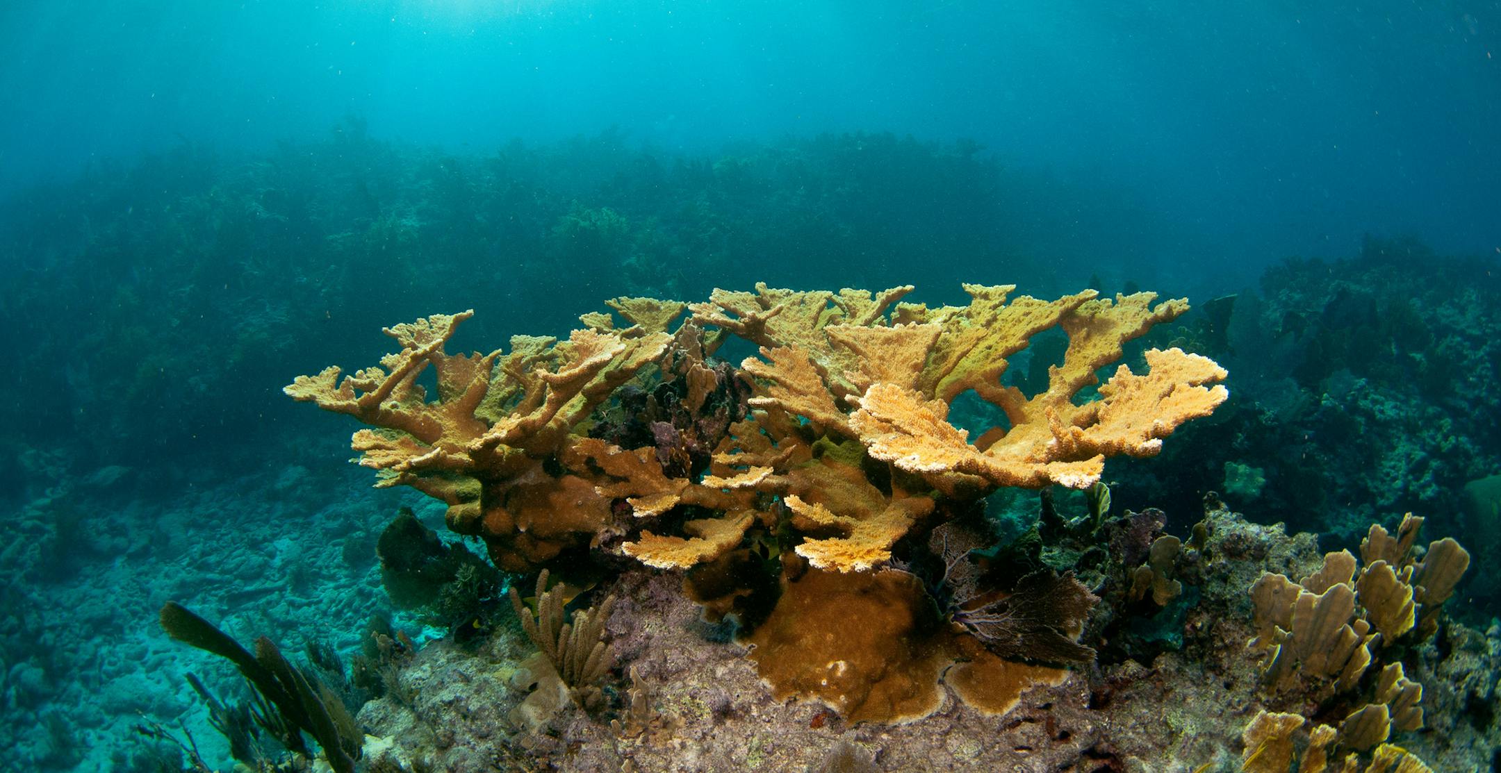 For the first time, corals raised by scientists in a lab and transplanted to the natural reefs in the Florida Keys are primed to join an annual show of sexual reproduction called the coral spawn, with coral colonies releasing masses of tiny white, pink and orange spheres into the ocean. (Dreamstime/TNS)