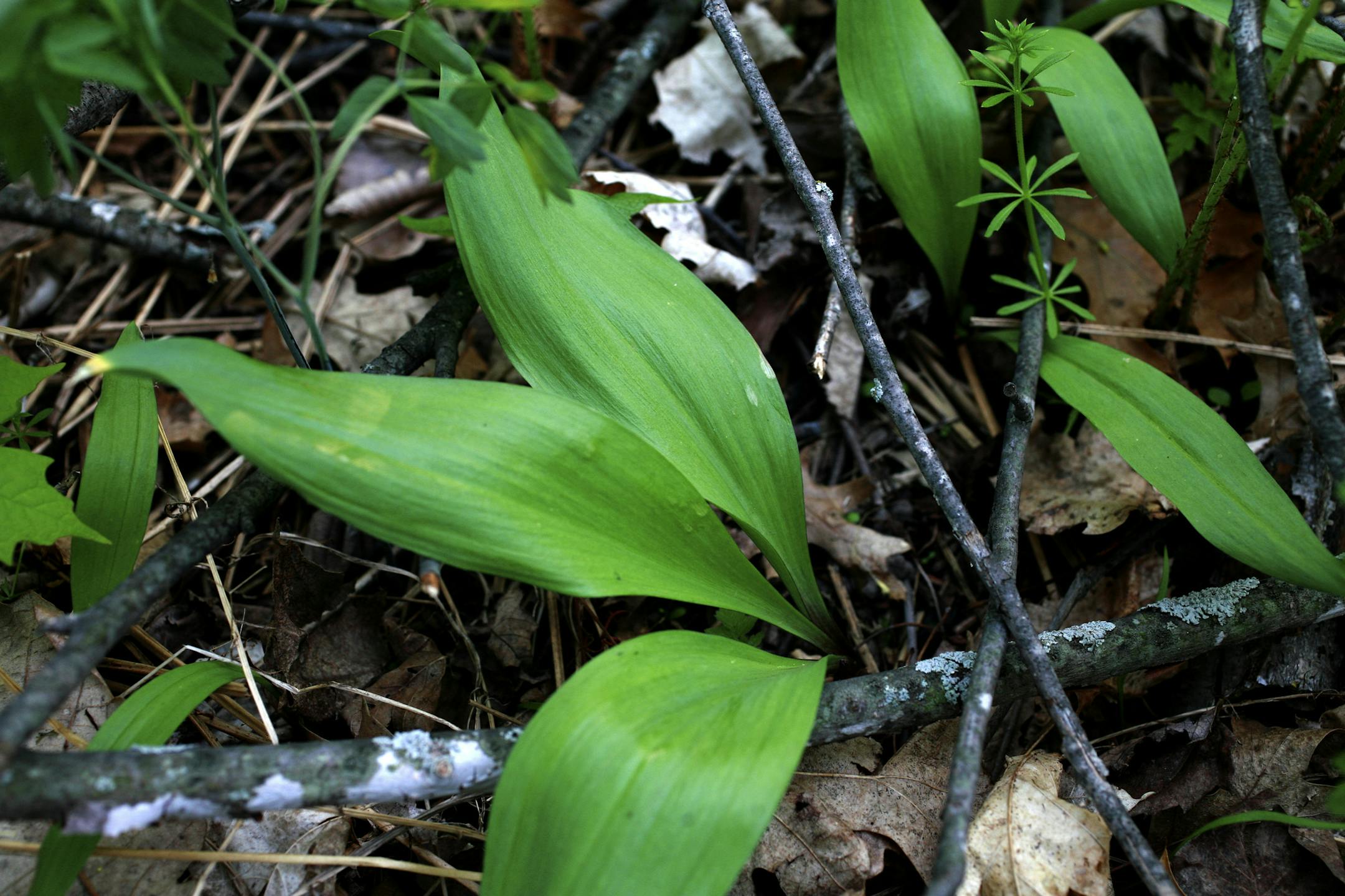 Steve Rice ï srice@startribune.com Shafer, 05/14/2007 - Jonas Lindberg does foraging when he's not managing the Franconia Sculpture Garden. Here he is looking for morel mushrooms. On this day it was too dry, and he only found some ramps (pictured amoung the bark), a form of wild onions.