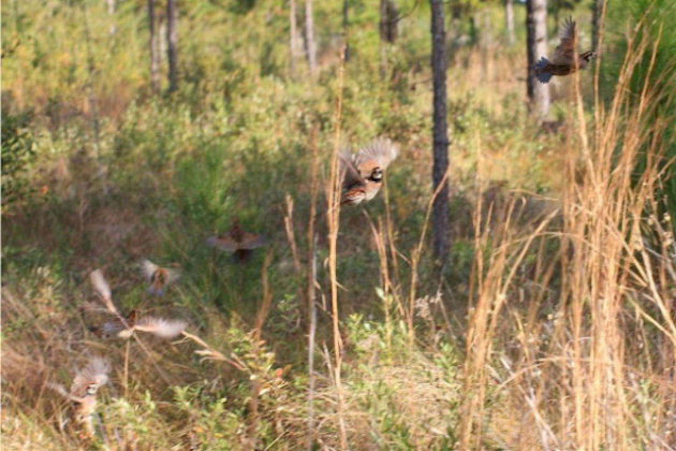 A covey of bobwhite quail flush under the pines of a southern Georgia plantation.