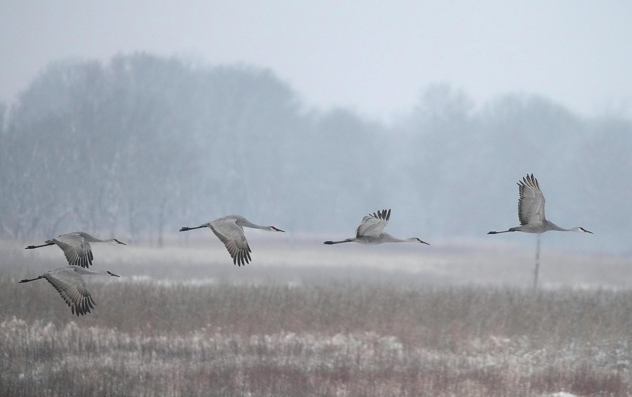 Sandhill cranes leave Sherburne National Wildlife Refuge, some to continue migration, others to feed in nearby fields, after roosting.