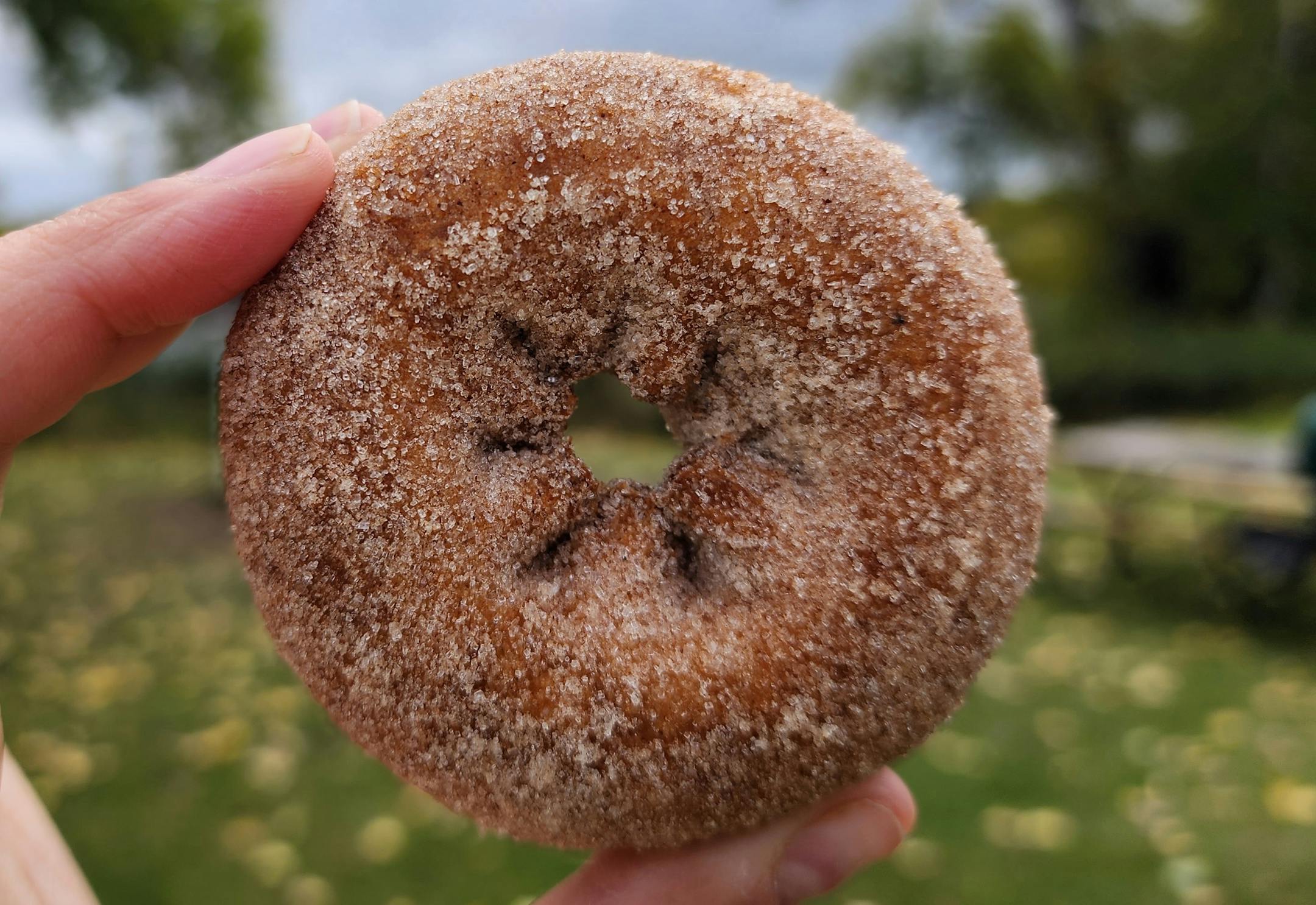 It's apple cider doughnut season at Pine Tree Apple Orchard