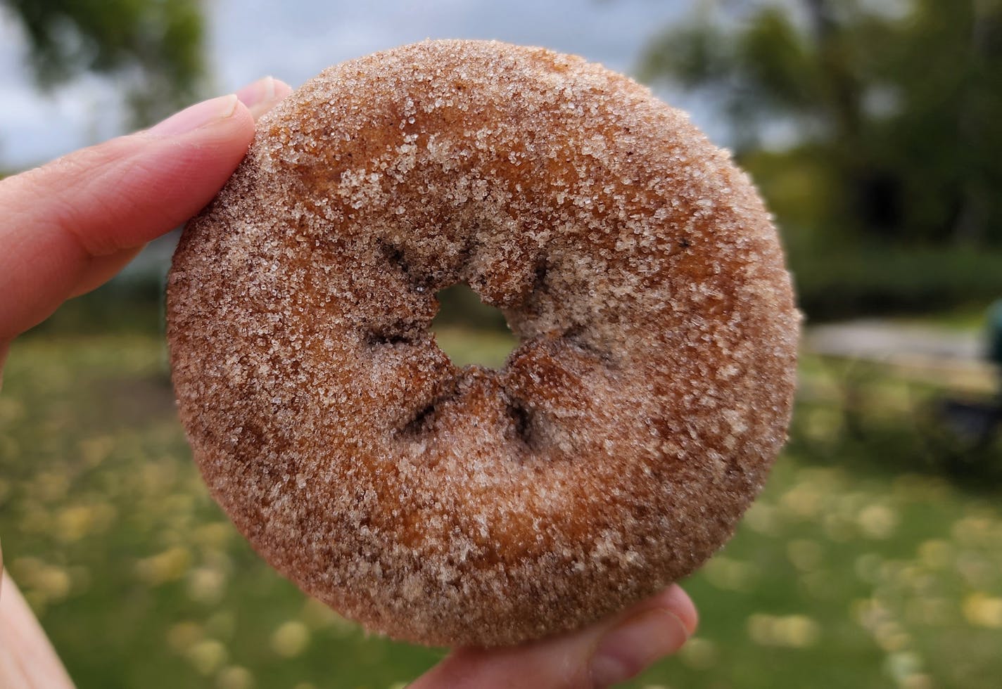 It's apple cider doughnut season at Pine Tree Apple Orchard