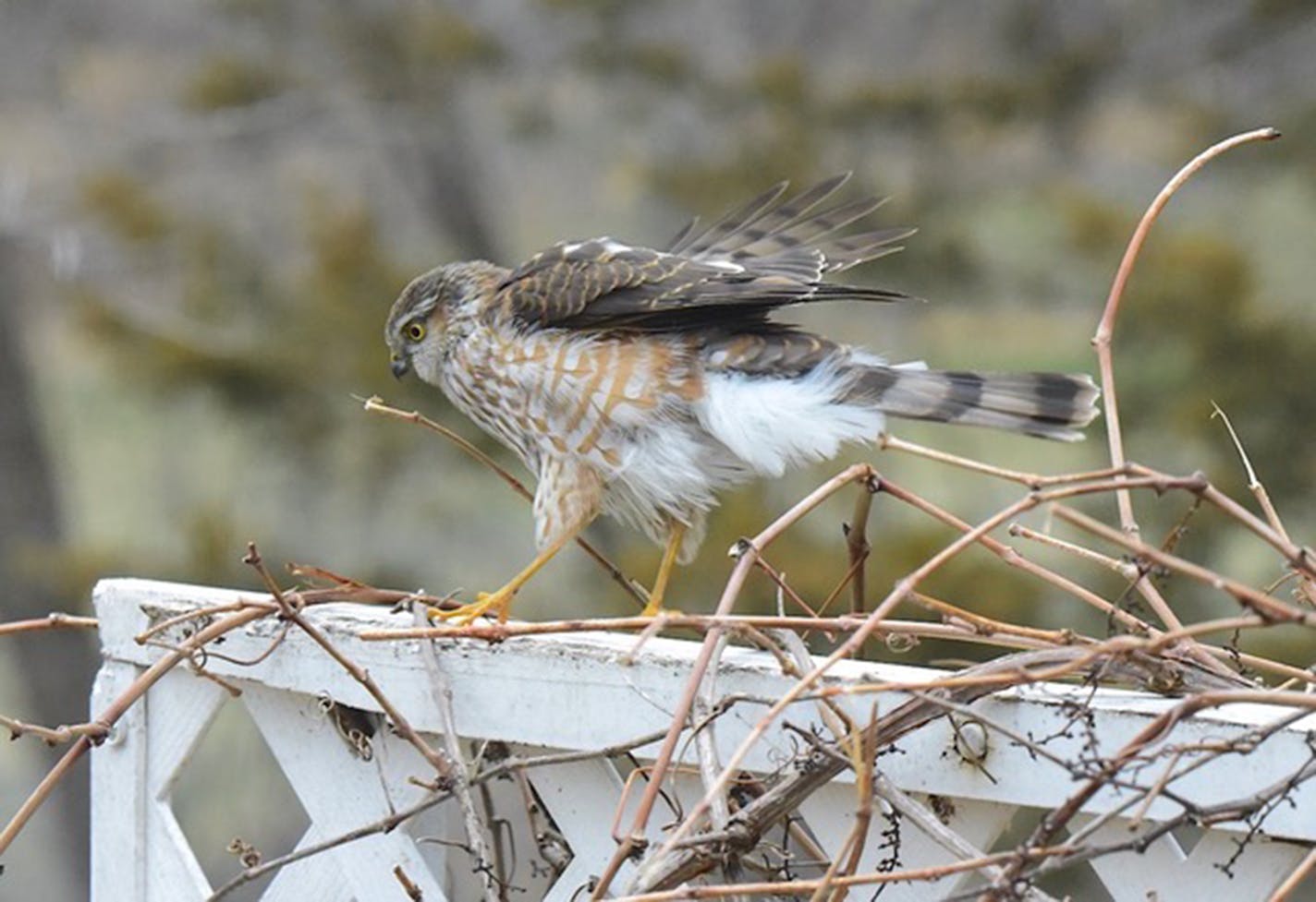 Cooper's hawks are frequent backyard visitors. Jim Williams photo