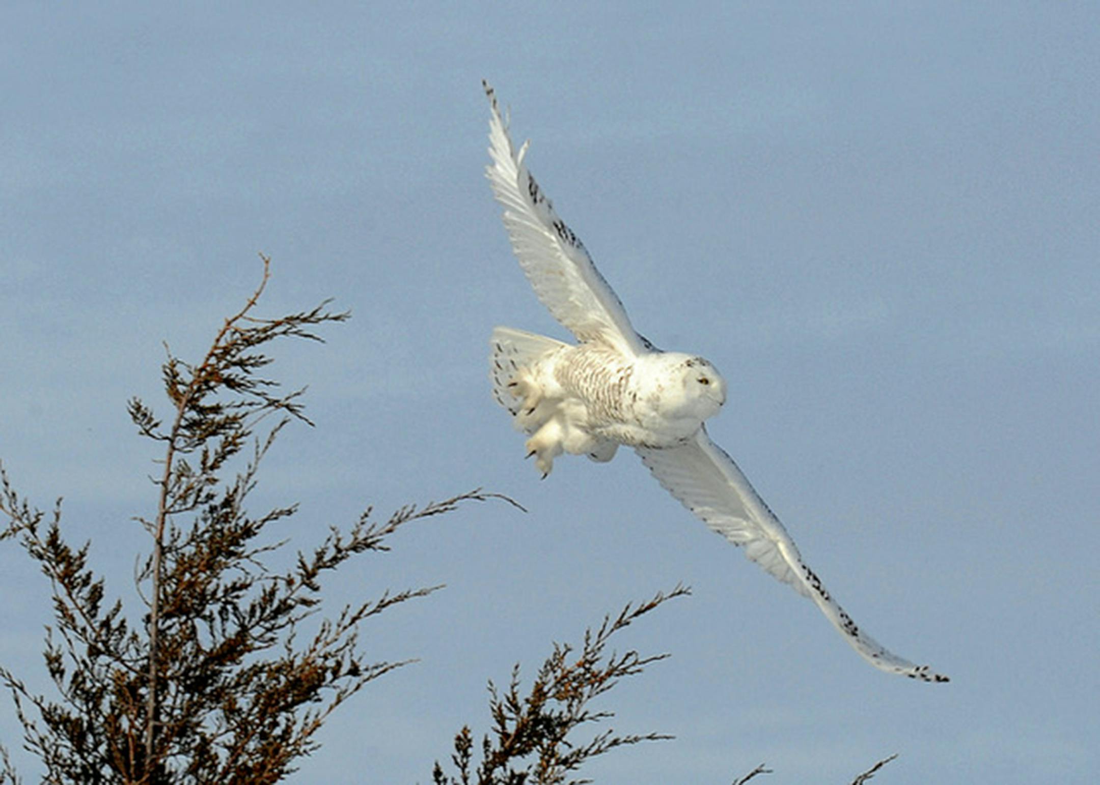 The dark barring on its feathers makes this either a young male or a female of any age.Jim Williams photo
