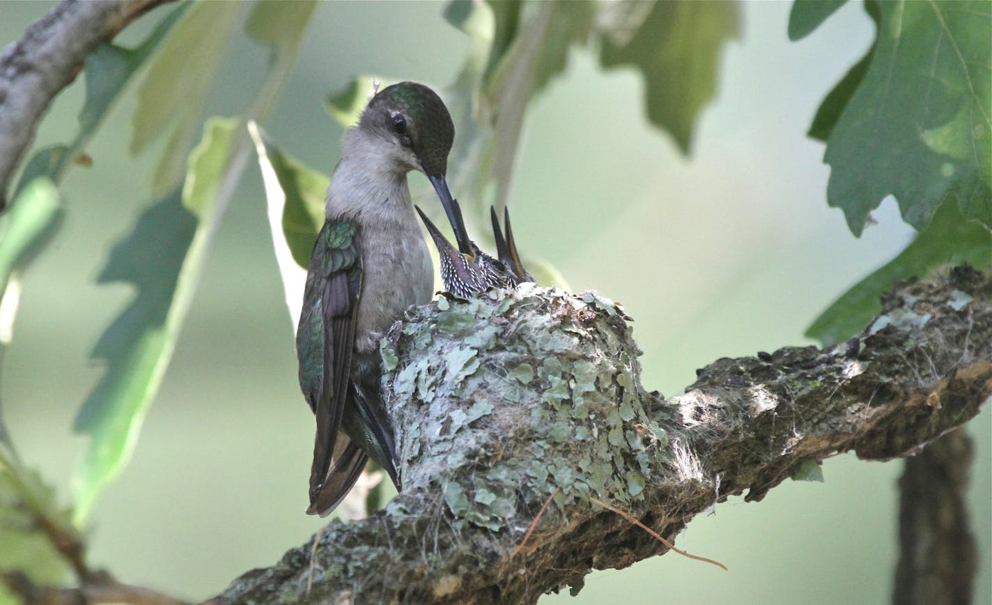 A mother hummingbird feeds her nestlings a mixture of nectar and tiny insects. credit: Don Severson