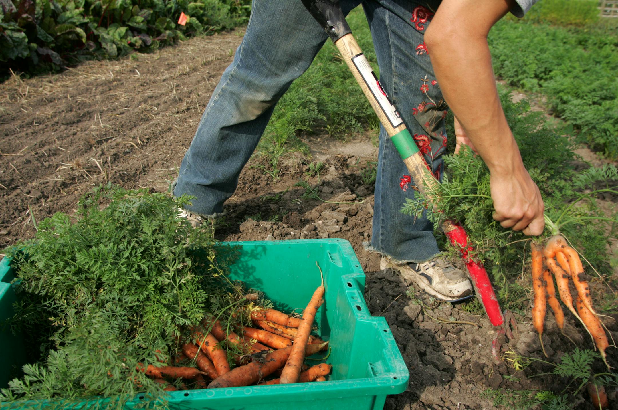 Jennifer Simonson/Star Tribune. Minnetrista, MN-Wed., Aug. 17, 2005. Melissa Hochstetler, the community farm project coordinator at Gale Woods Farm, harvests carrots. The farm is the site of a Community Supported Agriculture (CSA) project, in which local teenagers grow vegetables that are sold in shares to community members. Although the students are finished farming for the summer, Hochstetler will continue to harvest through mid-October. Gale Woods will host a "Cooking with Seasonal Produce" c