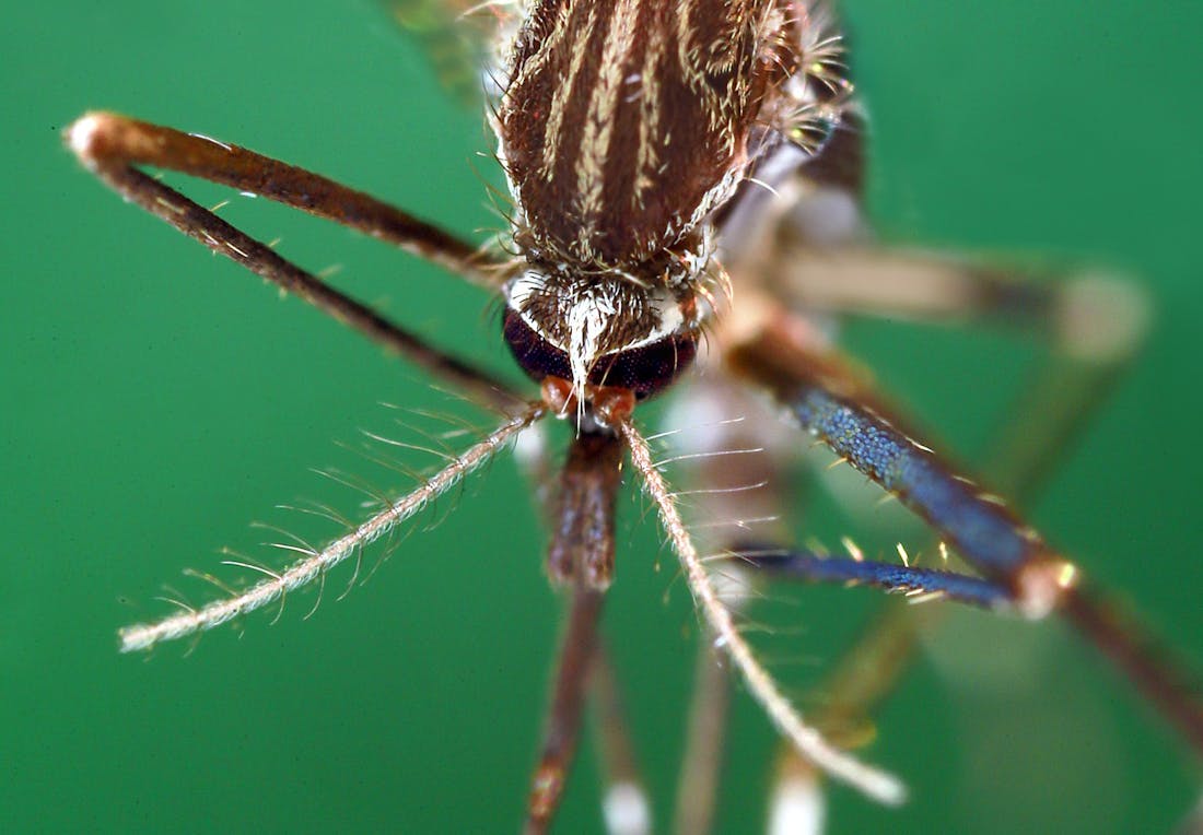 Minnesota Seasons - dark fishing spider