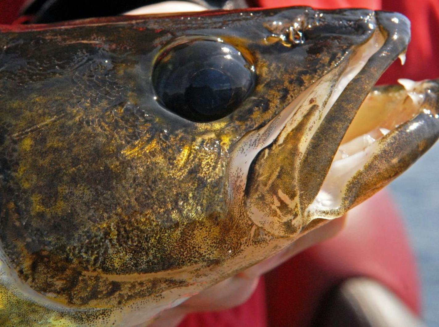 Walleyes, Minnesota's state fish. At Lake Mille Lacs, the number of released walleyes that die is crucial because they are included in the state's allocation under its agreement with eight Chippewa bands