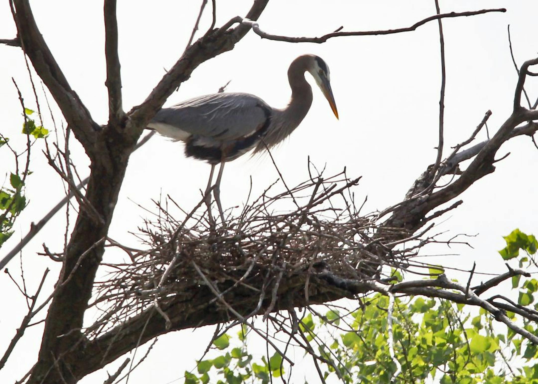 A great blue heron kept watch over a new nest on a narrow island near Xcel Energy's Riverside power plant in northeast Minneapolis.