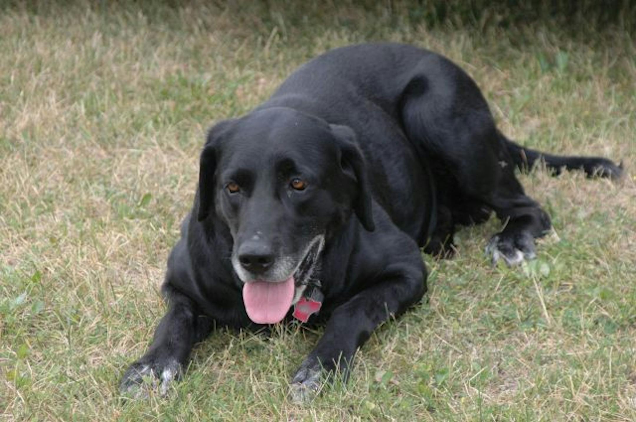 Felony,a valued member of the Howard Lake Police Department and a friend to its officers, was nearly 11 years old when he wound up at an animal shelter.