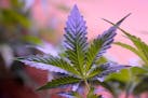 FILE - Marijuana plants are displayed at a shop in San Francisco, Monday, March 20, 2023. Daily and near-daily marijuana use is now more common than s