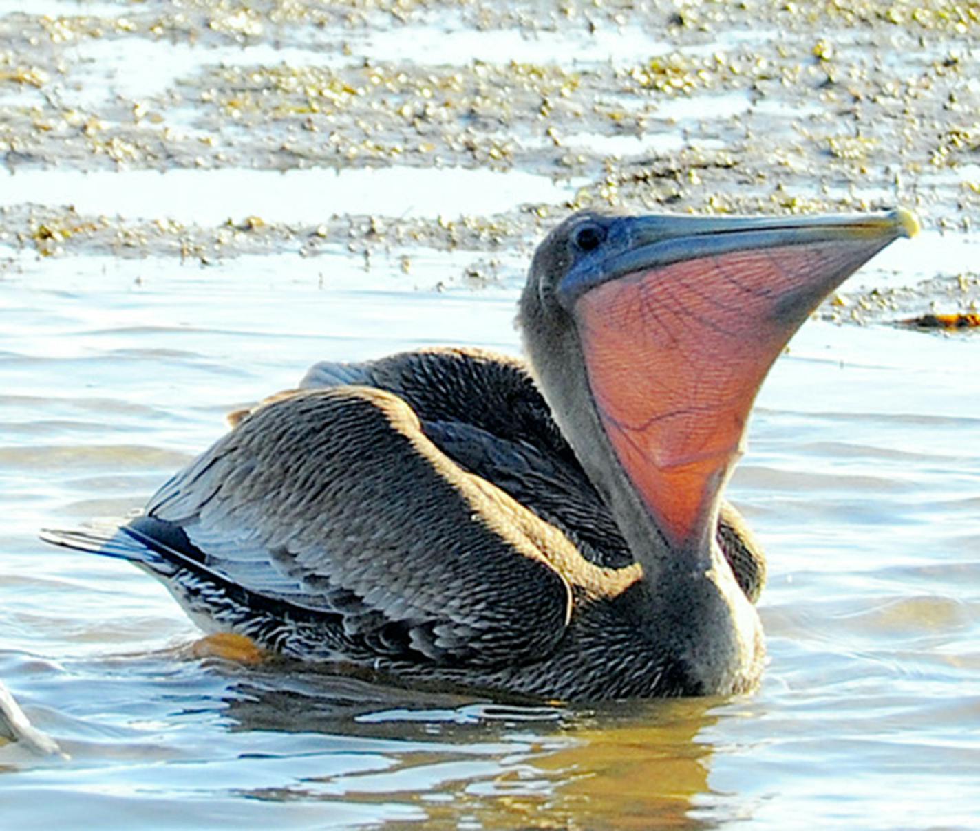 Pouch on an American white pelican. Jim Williams photos