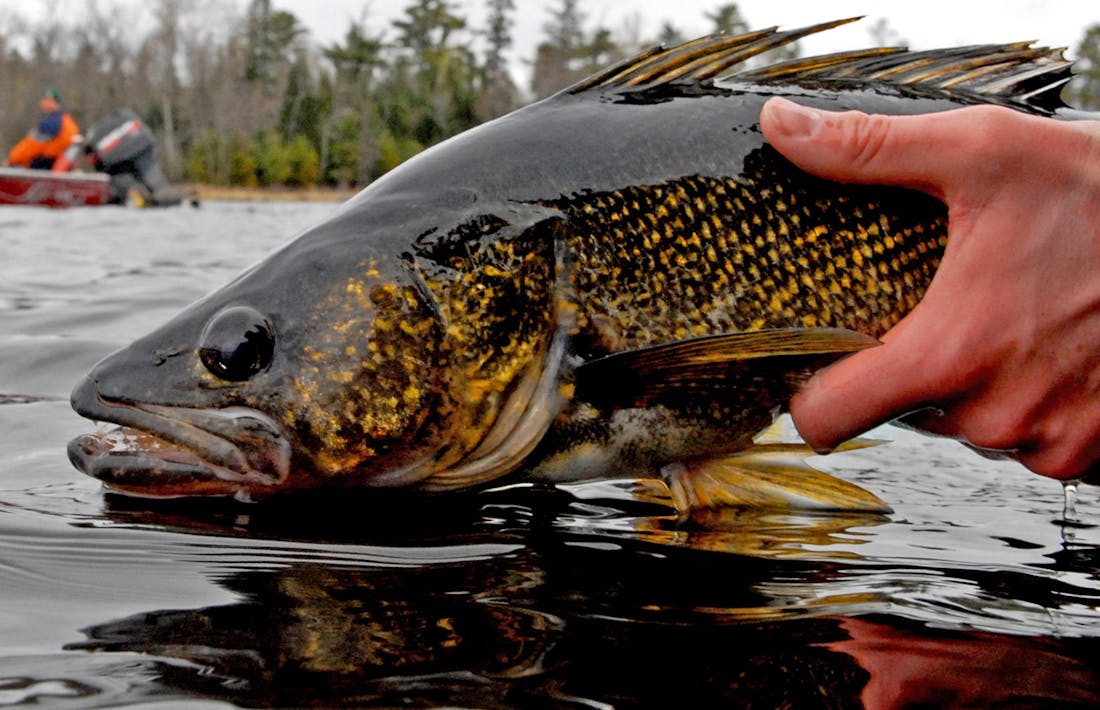 DNR adjusts Leech Lake walleye regulations