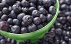 It&#x2019;s the perfect time to pick your own blueberries.
