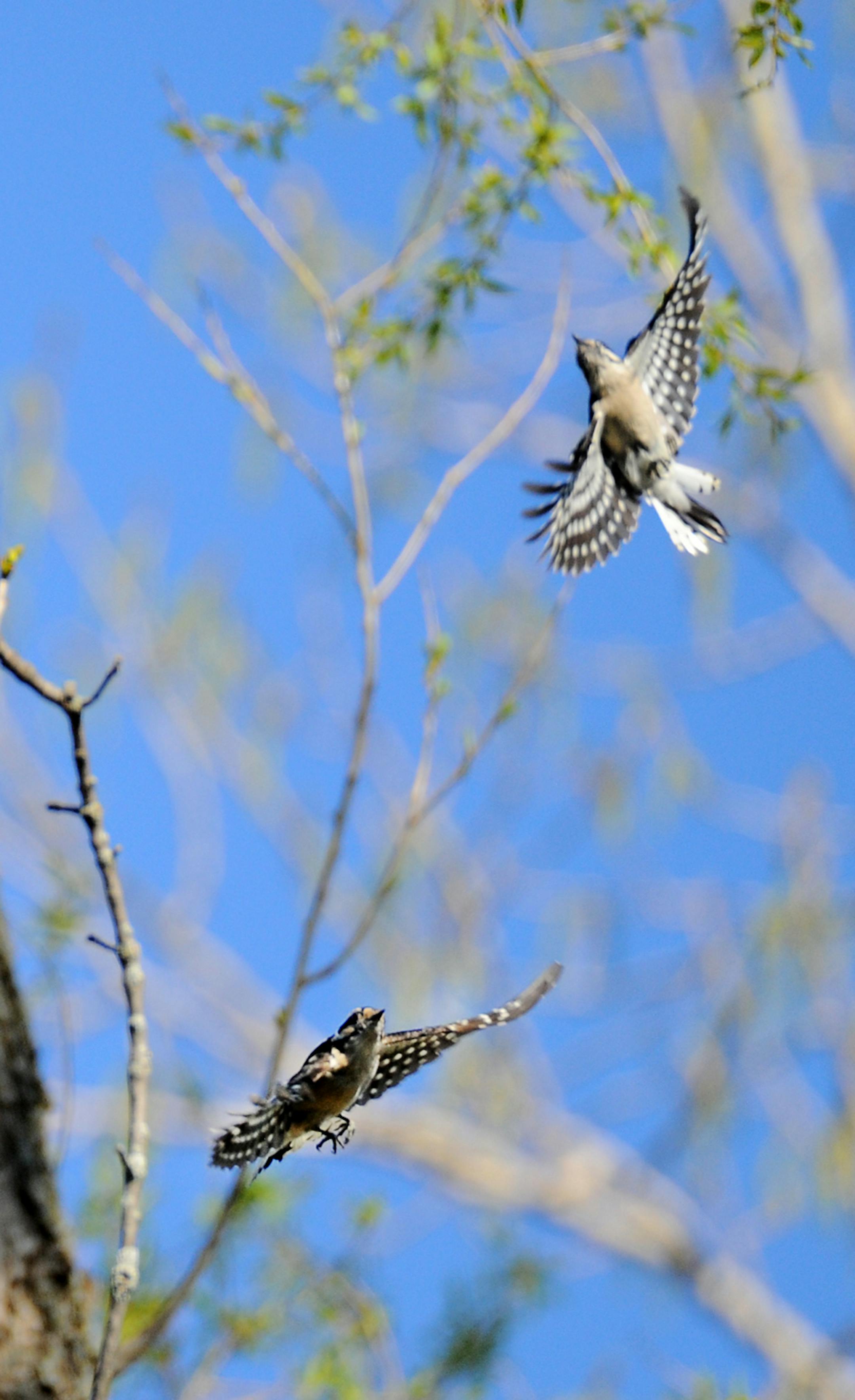 Downy woodpecker courtship credit: Jim Williams, special to the Star Tribune