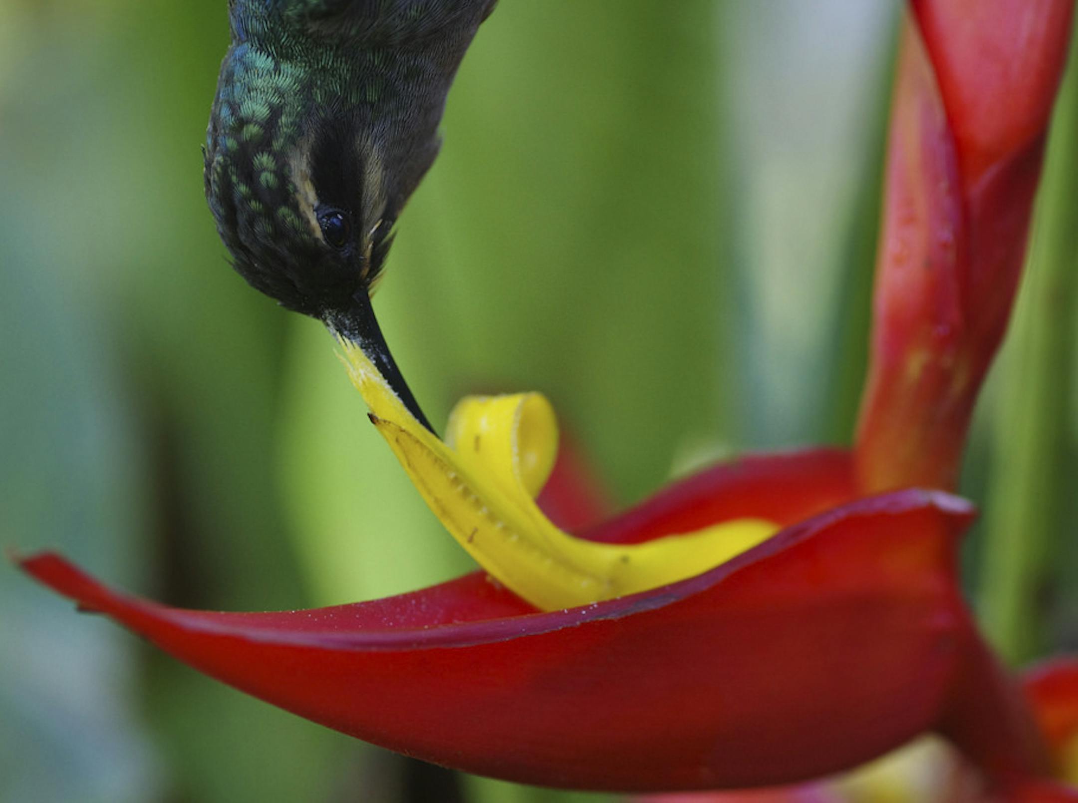 An undated handout photo shows the curved bill of the green hermit effectively extracting nectar from a Heliconia tortuosa flower. A new study has found that only two types of the hummingbirds ó those with the longest bills and that travel most extensively ó were consistently successful in getting pollen from the plant. (Matt Betts via The New York Times) -- NO SALES; FOR EDITORIAL USE ONLY WITH STORY SLUGGED SCI WATCH BY DOUGLAS QUENQUA. ALL OTHER USE PROHIBITED. -- ORG XMIT: XNYT72
