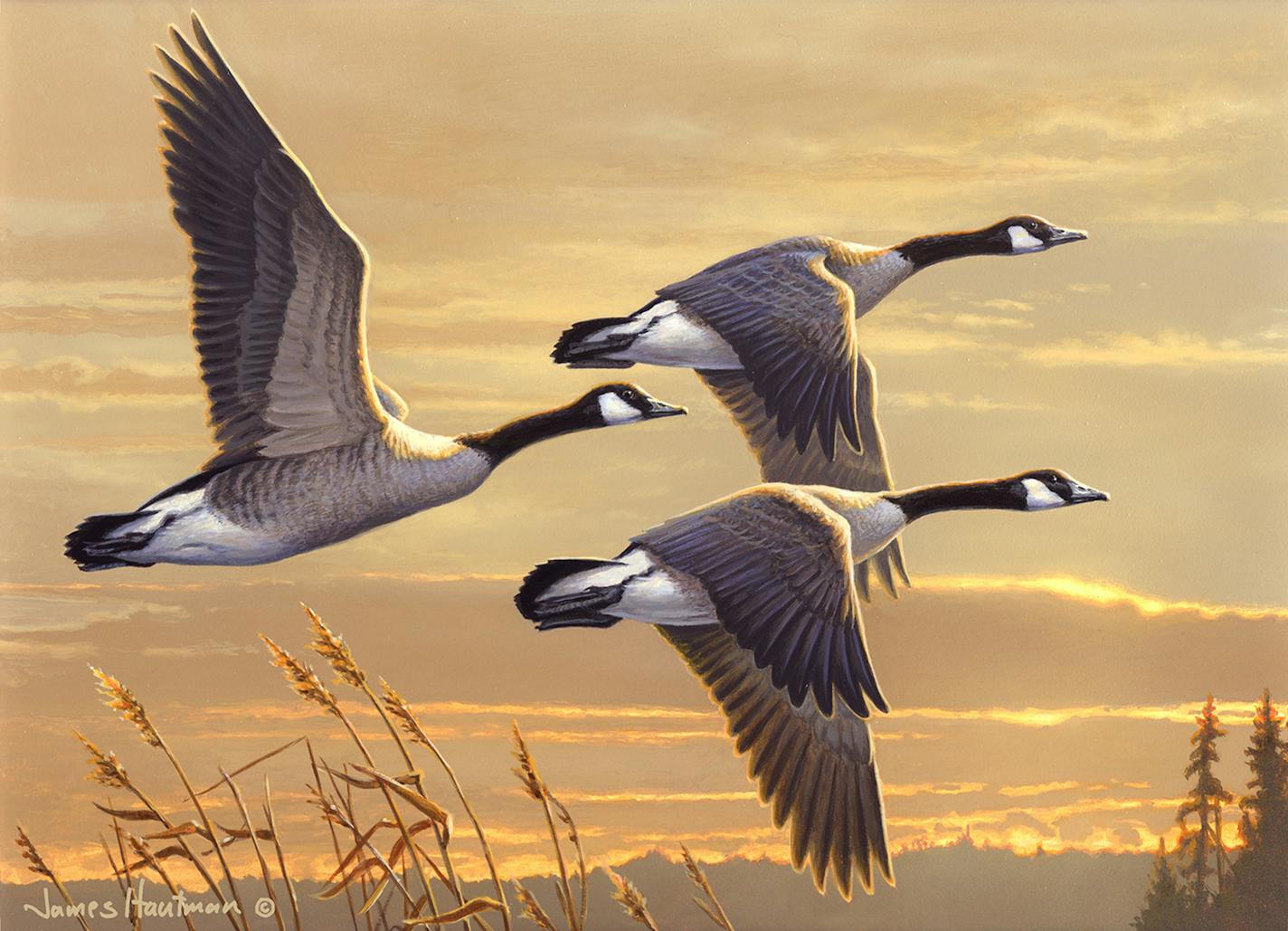 Canada geese. 2017 Federal Duck Stamp. By James Hautman.