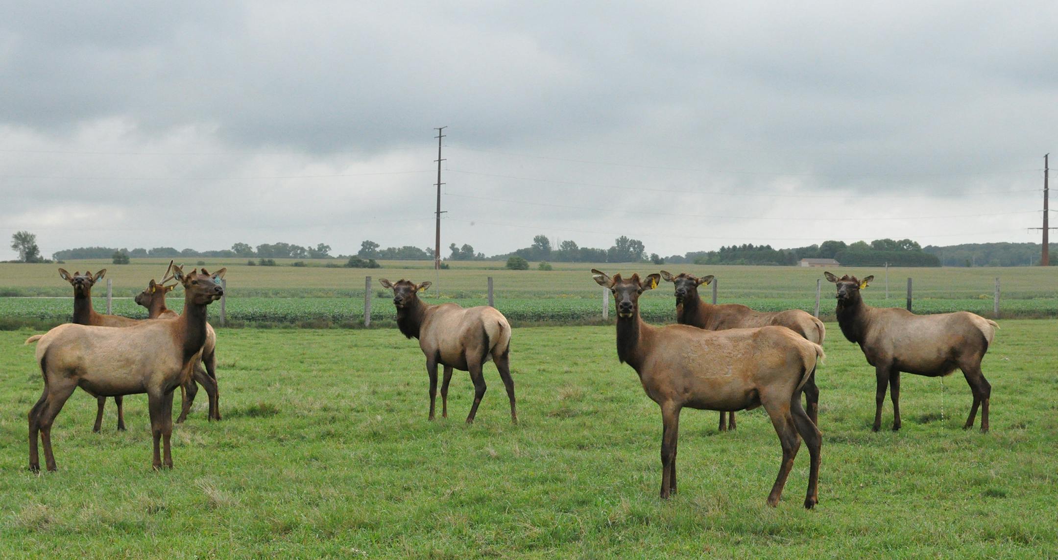 Photo by Liz Rolfsmeier, Special to the Star Tribune