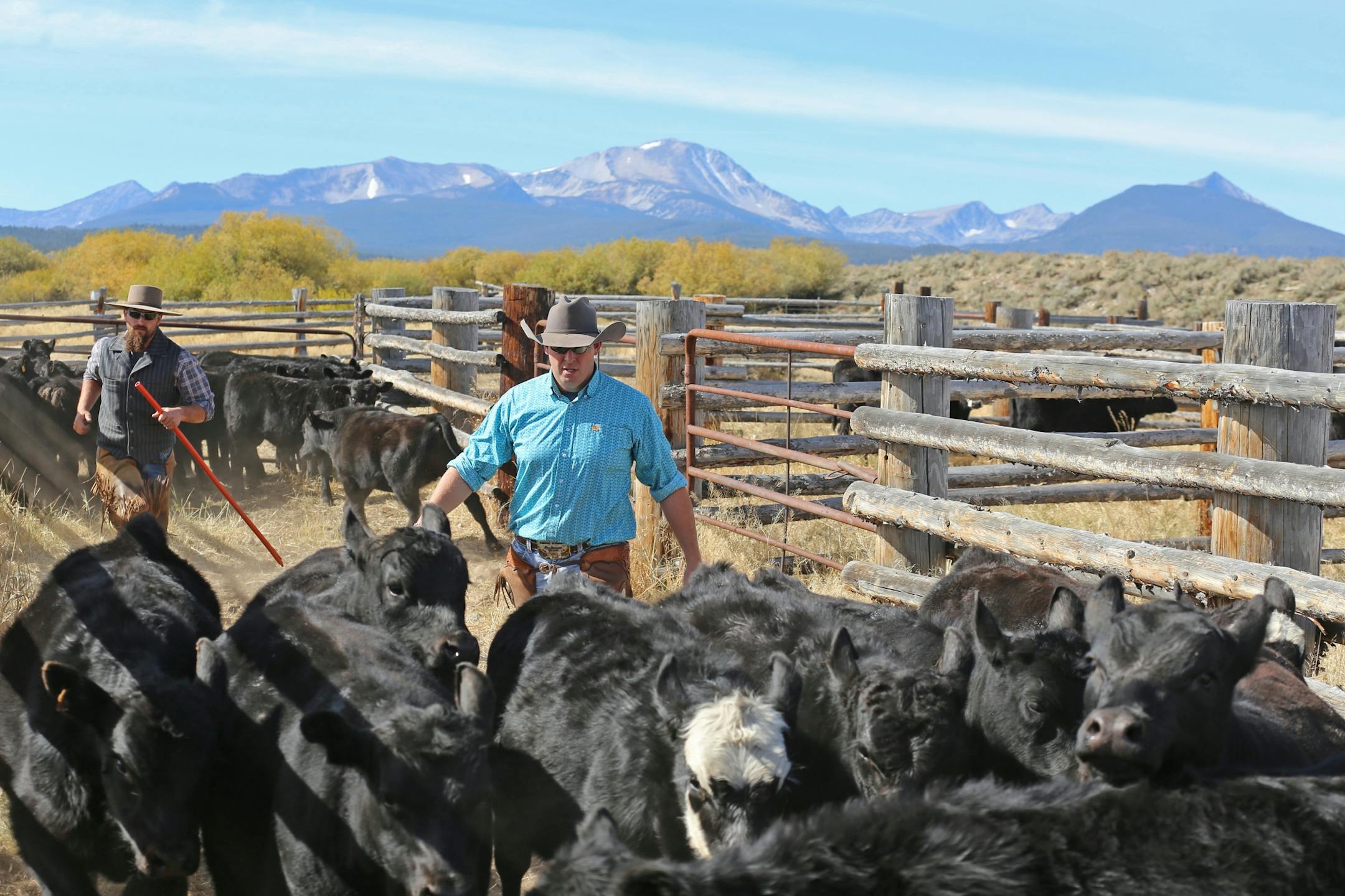 Justin Klejeski of Silver Lake, Minn., left and Jason Foss of Cokato, Minn., hauled their horses from Minnesota to Montana to help with the fall cattle roundup at the Clay and Dean Peterson ranch near Wisdom, Mont. Here they push calves toward a shoot where they will be vaccinated and prepared for winter in the Big Hole Valley.