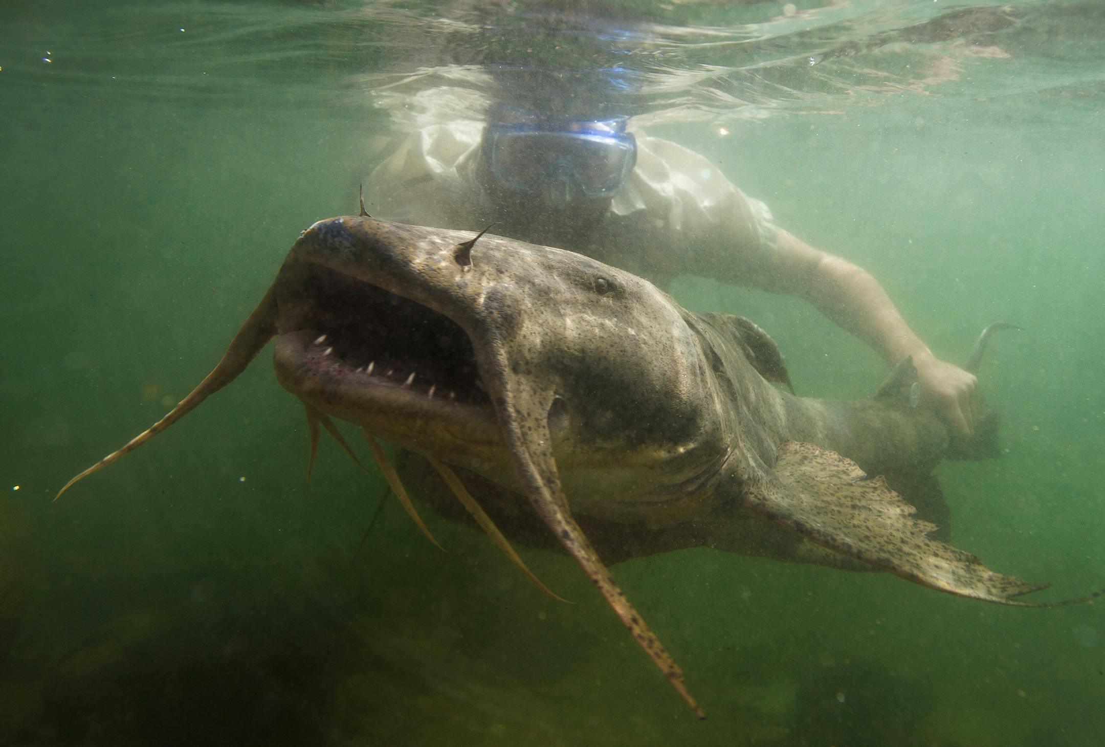 In a photo provided by Zeb Hogan, UNR Global Water Center, the giant devil catfish, or goonch, is found in the rivers of Southeast Asia, and can measure nearly seven feet long and weigh more than 200 pounds. Overharvesting and habitat loss endanger most of the world’s freshwater “megafauna," but many species may yet be saved. (Zeb Hogan, UNR Global Water Center via The New York Times) -- NO SALES; FOR EDITORIAL USE ONLY WITH NYT STORY SCI FRESHWATER FISH BY Rachel Nuwer FOR Jan 20,