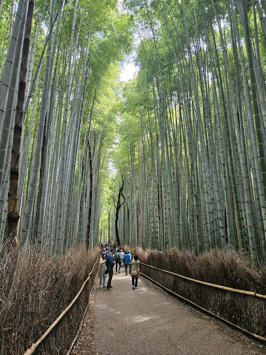 Arashiyama Bamboo Grove was one of the many serene highlights of Kyoto.