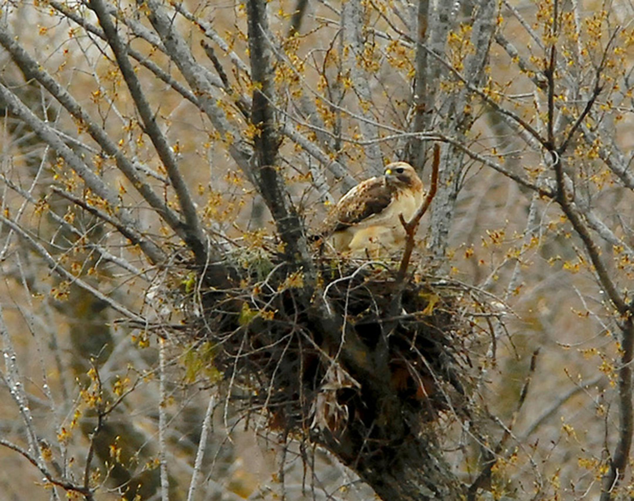 A red-tail guarding its nest. Jim Williams photo
