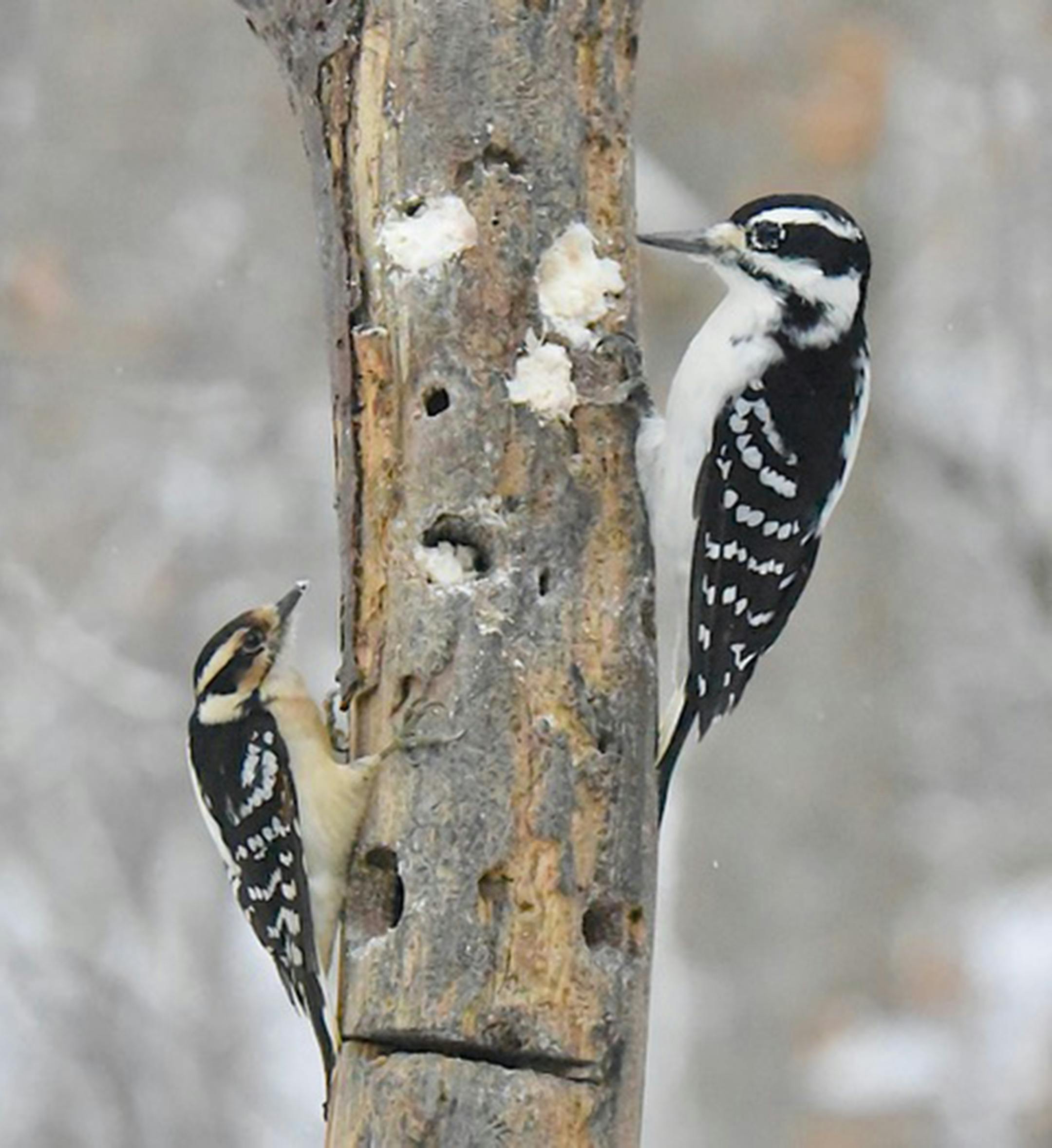 Downy and hairy woodpeckers are similar but note size difference. Jim Williams photo