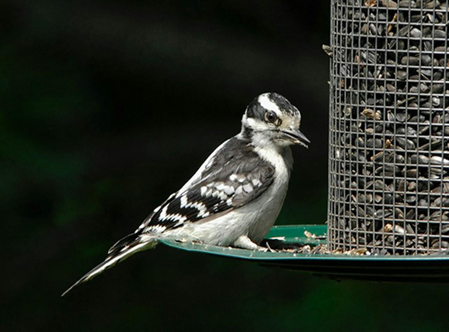 Downy woodpeckers are frequent feeder visitors. Jim Williams photo