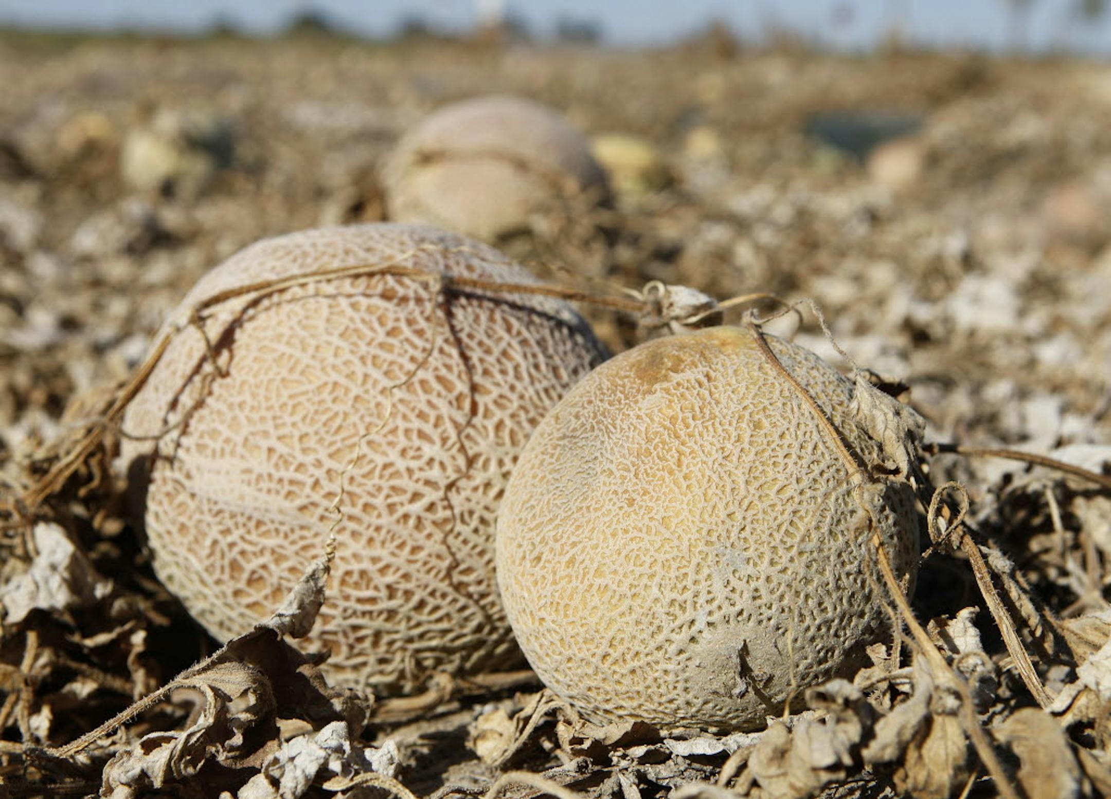 Cantaloupes rot in the afternoon heat on a field near Holly, Colo.