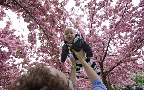 A canopy of blossoming cherry trees at the Brooklyn Botanical Gardens will lift any child's imagination.