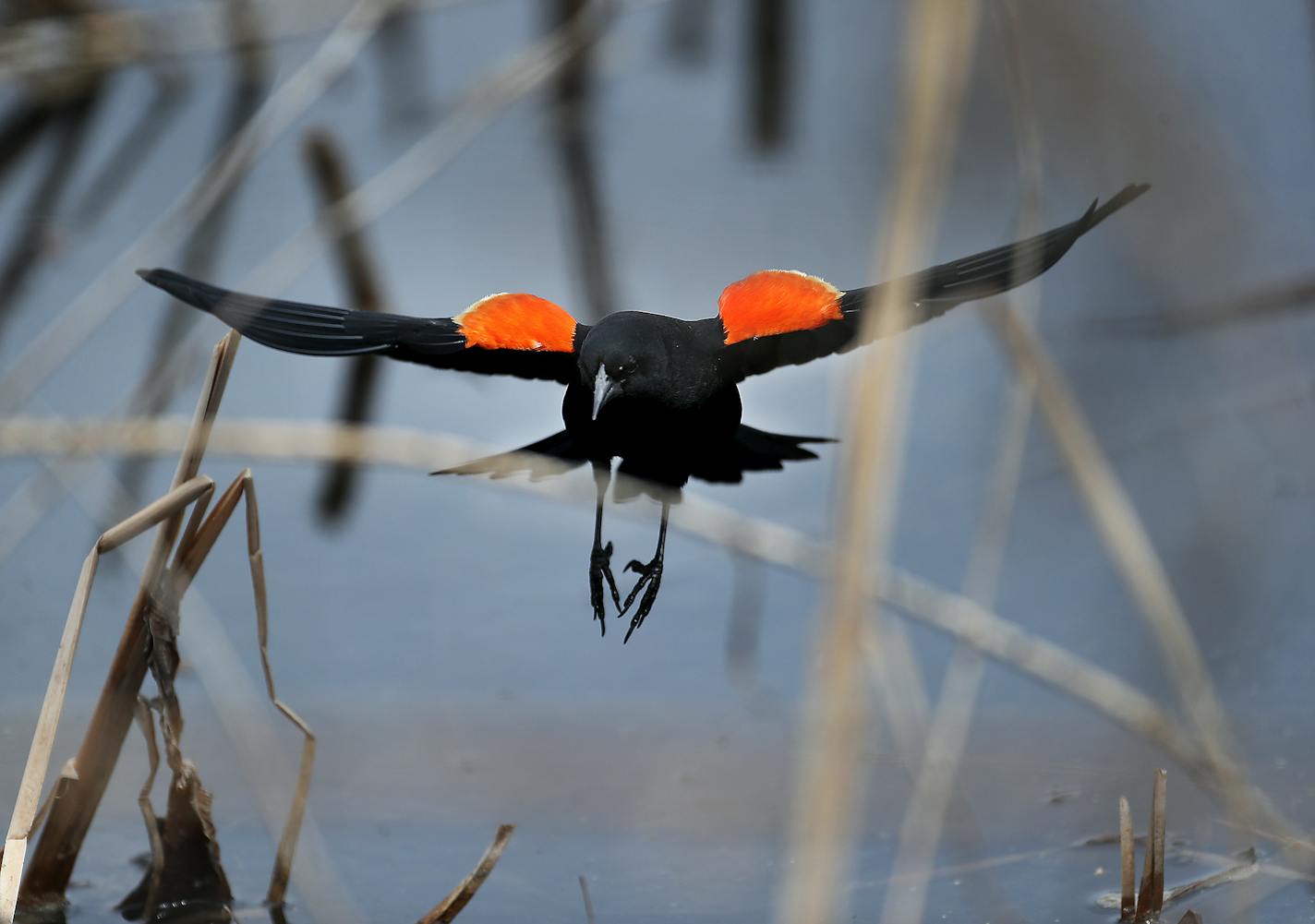 A sure sign that spring has sprung is the return of migratory birds like the red-winged blackbird to the Loring Pond area of Loring Park.