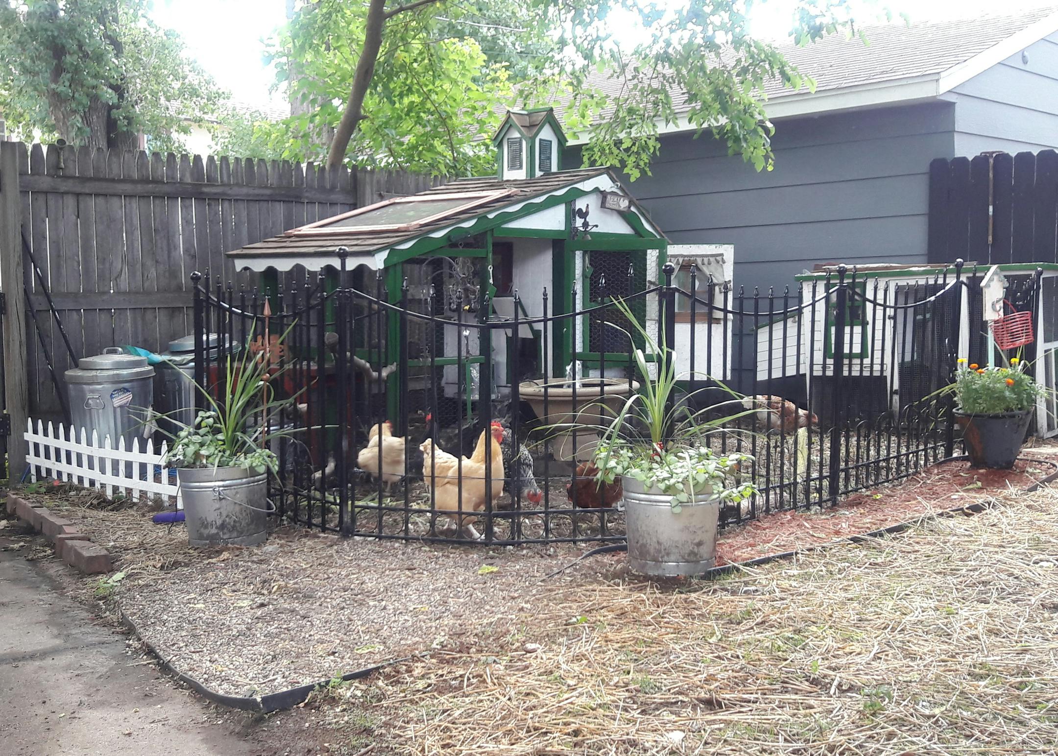 Lester chicken coop on the Twin Cities Chicken Coop Tour, Sept. 16. Provided