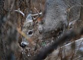 The latest harvest report showed a cumulative kill of 130,812 deer so far this fall, a 7.45% decline compared to a year ago.
