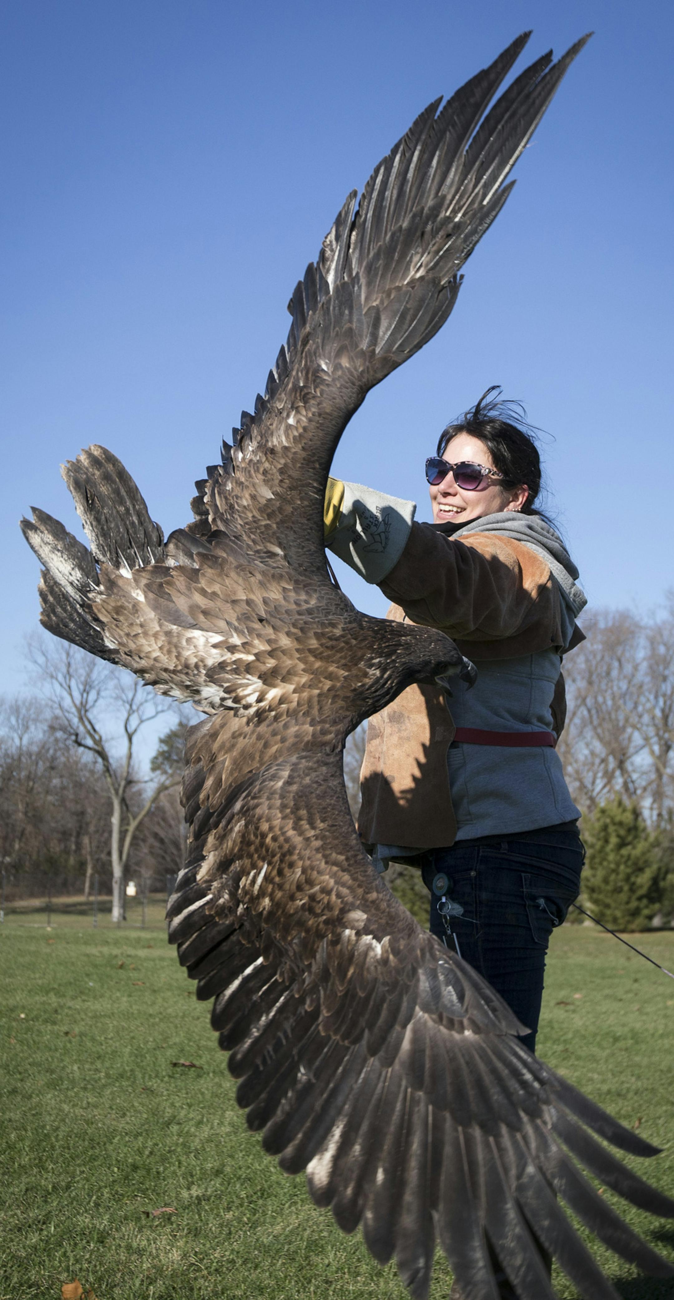 Volunteer Alisha Walden grabbed a five-month-old bald eagle male on a rope as she trained this eagle learn to fly again before they release it into the wild soon. Photographed on Monday, November 23, 2015, in St. Paul, Minn. ] RENEE JONES SCHNEIDER • reneejones@startribune.com