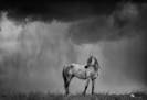 One of the wild horses, Nichols, standing in a storm.