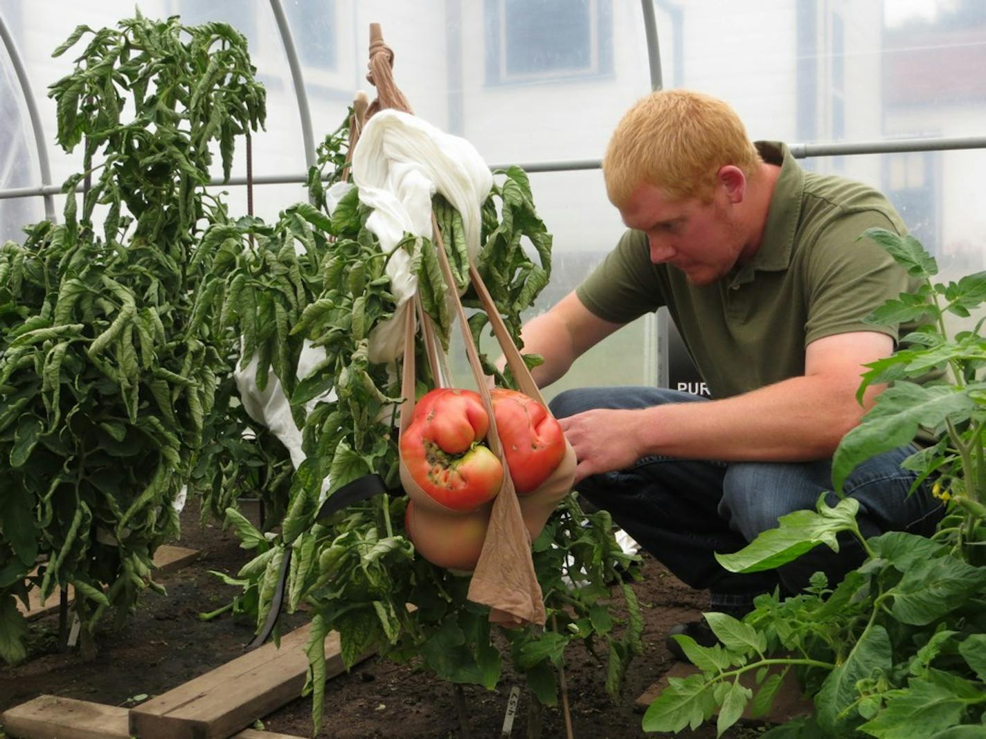 Dan MacCoy prepares to cut his world record 8.41-pound tomato off the vine.