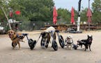 From left: Francis, a lamb named Adam Lambert, Hashtag and Pixie are some of the animals that depend on wheelchairs to get around at Safe in Austin, a