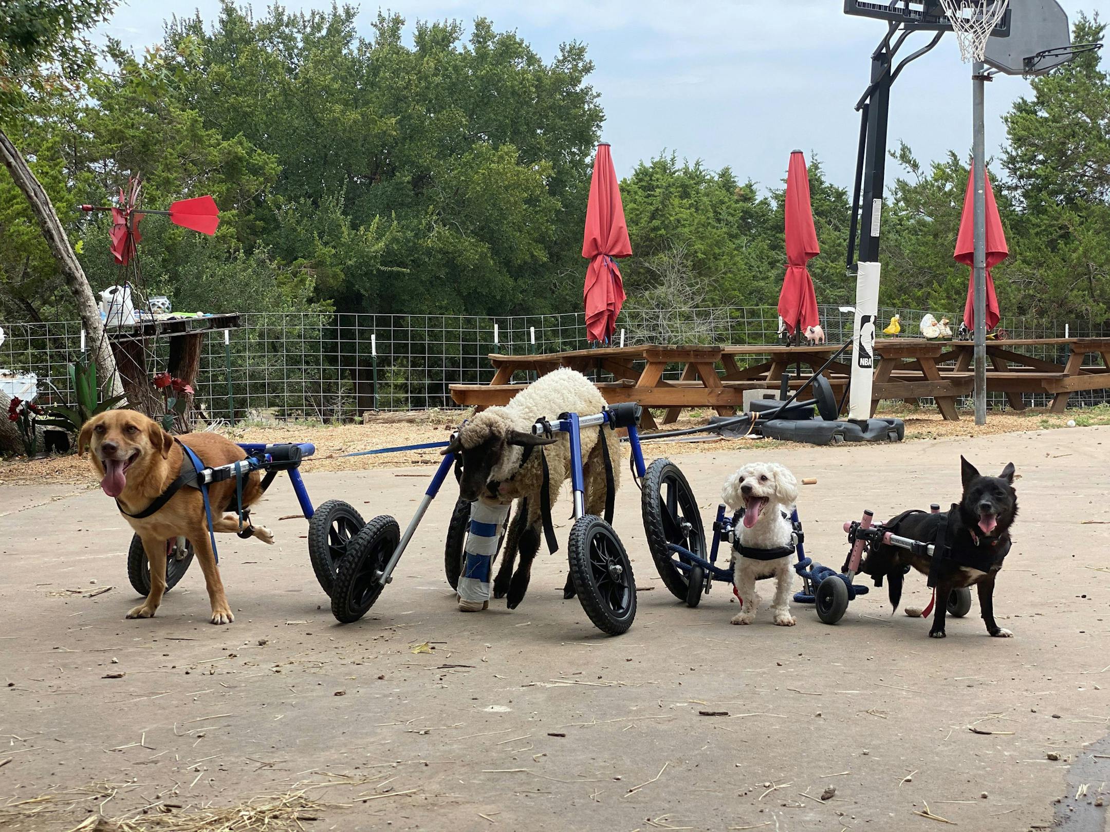From left: Francis, a lamb named Adam Lambert, Hashtag and Pixie are some of the animals that depend on wheelchairs to get around at Safe in Austin, a pet sanctuary. MUST CREDIT: Safe in Austin.
