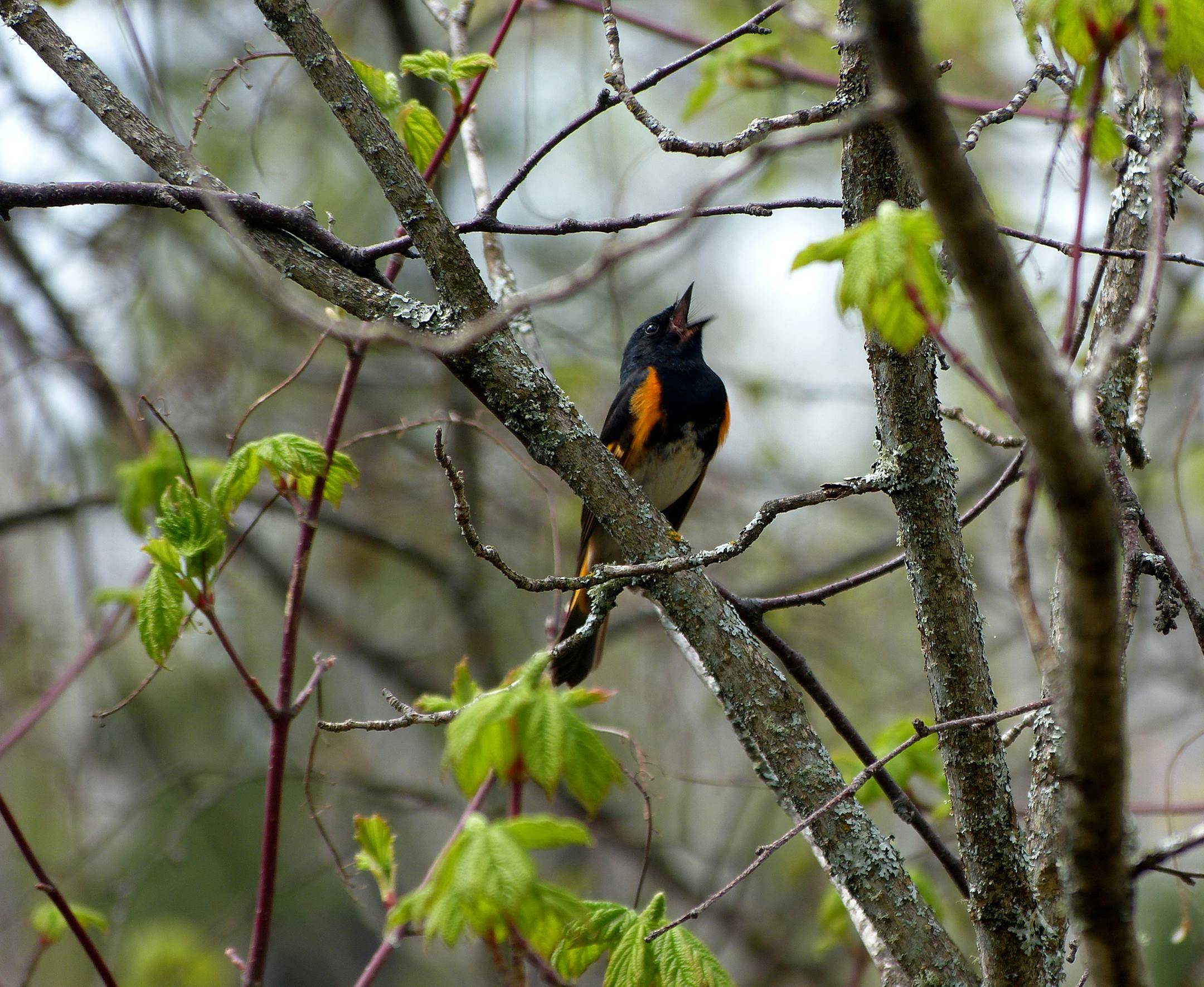 1. My husband (Todd Nielsen) and I were hiking back along the Baptism River trail in Tettegouche, after having visited the waterfalls. We were spending a long weekend at Lutsen Resort. 2. I was lucky! The weekend we were up there (May 18-23) the woods were filled with American Redstarts, Chestnut-sided Warblers and Black-throated Green Warblers. We had stopped along the river because the bird songs were intense, and I spotted the Redstart singing in the tree. I quickly zoomed in as much as I cou