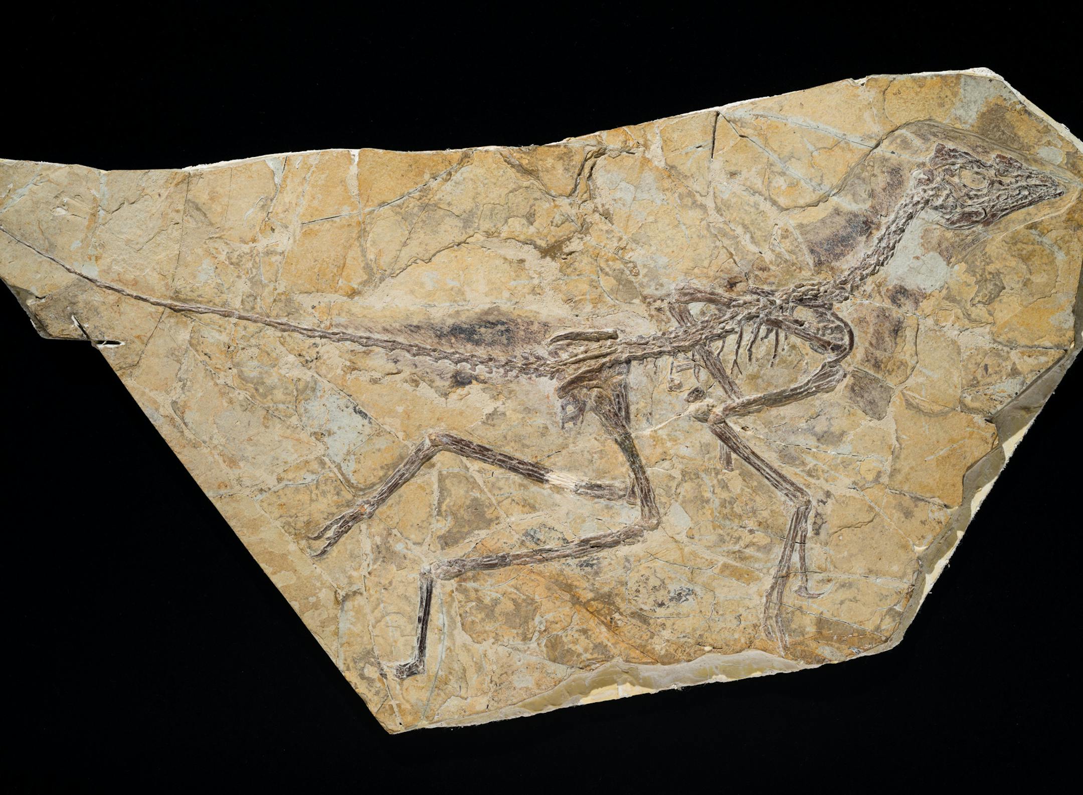 An undated image released by the Royal Belgian Institute of Natural Sciences shows the skeleton of a recently discovered dinosaur dubbed Aurornis xui that roamed China during the middle to late Jurassic period. A new study published in the journal Nature finds the discovery restores the fossil creature Archaeopteryx back to the ìbirdî branch of the evolutionary family tree. (AP Photo/Thierry Hubin, Royal Belgian Institute of Natural Sciences) ORG XMIT: MIN2013061816060812