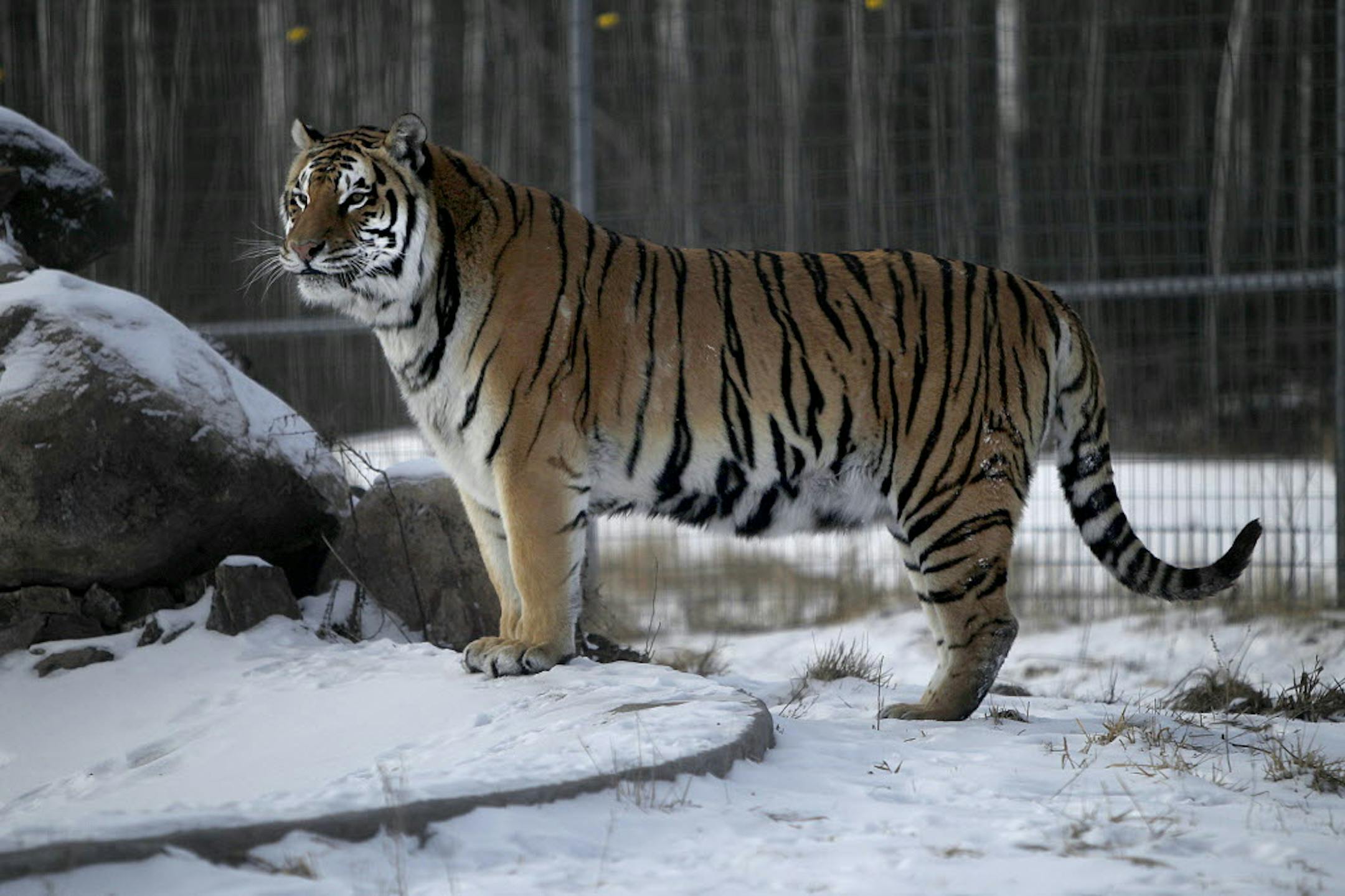 A tiger played in the snow at the Wildcat Sanctuary, Wednesday, Jan. 23, 2013 in Sandstone.