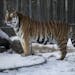 A tiger played in the snow at the Wildcat Sanctuary, Wednesday, Jan. 23, 2013 in Sandstone.