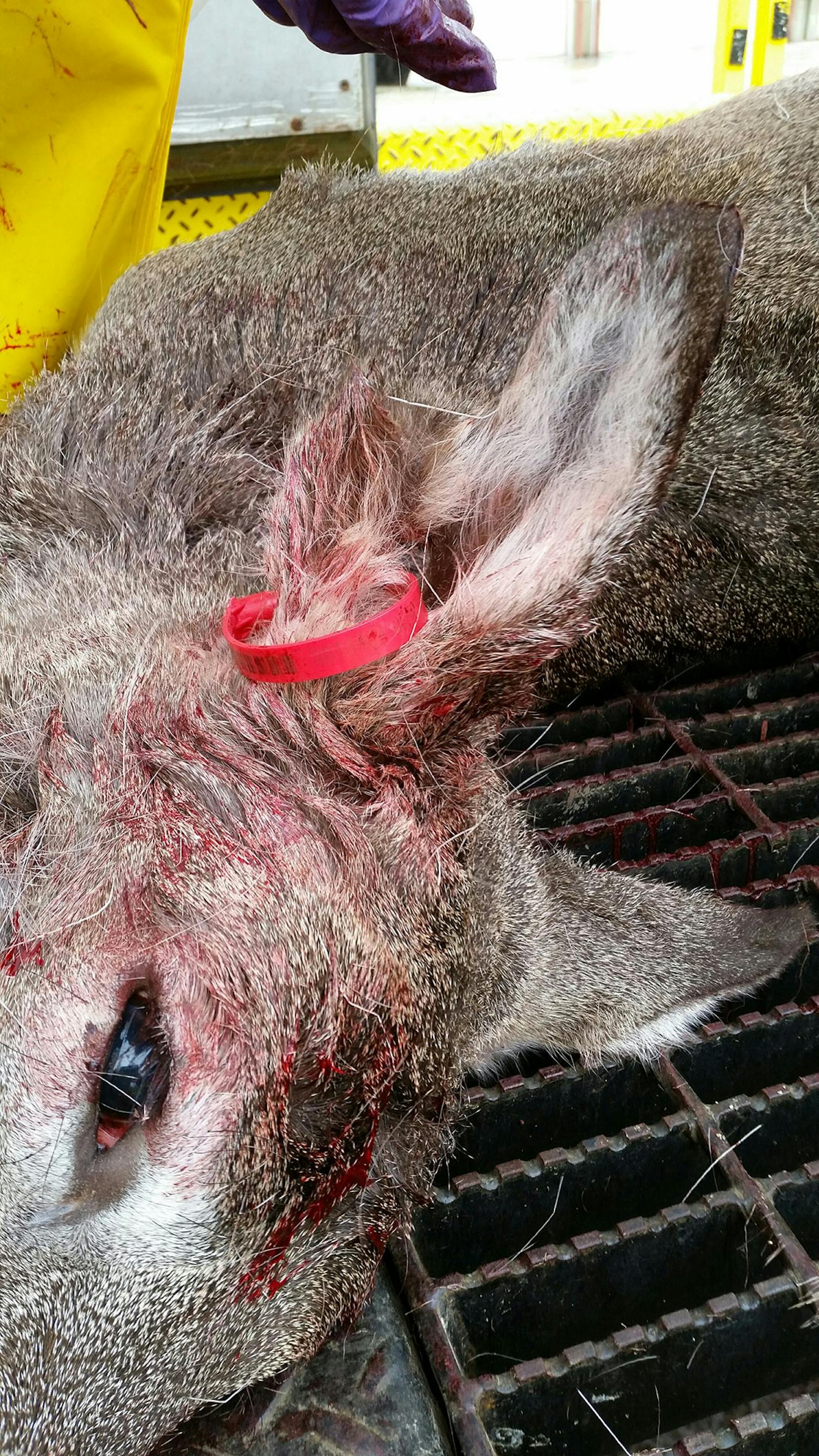 This female deer was shot in Minnesota's CWD "hot zone'' on March 17 by federal sharpshooters involved in a culling assignment to stop the disease from spreading. Upon inspection, officials found holes and cuts on both ears consistent with being ear-tagged on a deer farm. The red tag in this photo was placed into the hole as an identification marker by the DNR. The hole was empty when the deer was shot. DNR officials suspect the deer escaped or was released from a game farm.