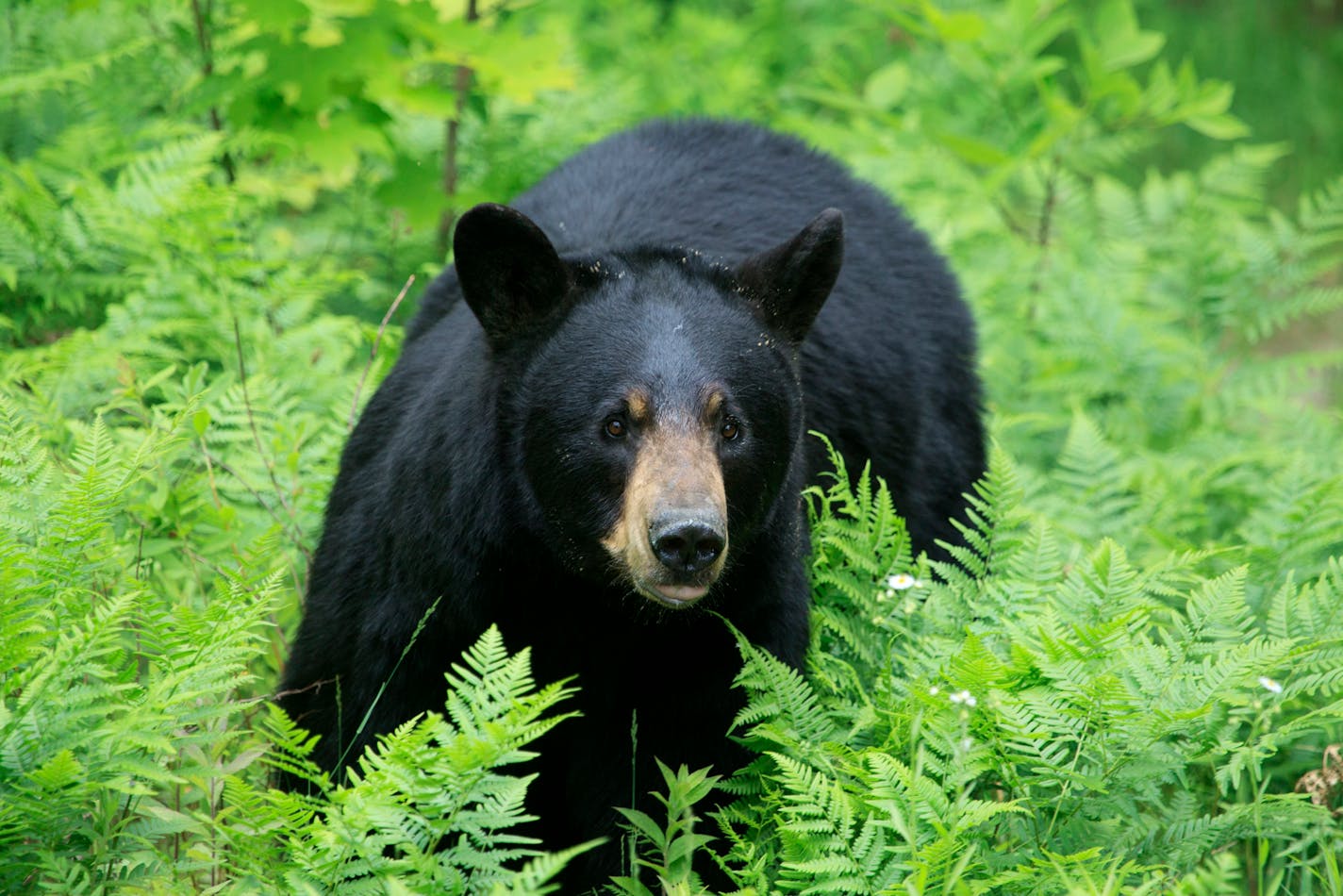 Black bears generally avoid people, but occasionally, one gets stuck in the suburbs.