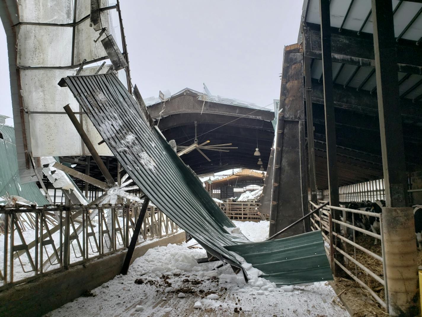 After the barn roof collapsed, the Hoffmans sent their herd to auction. For the first time in a century, there were no cows to milk at North Creek Dairy.