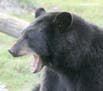 Earlier this summer, the Minnesota DNR said that with such dry conditions, black bears are more emboldened to seek food outside the wilderness, in pla