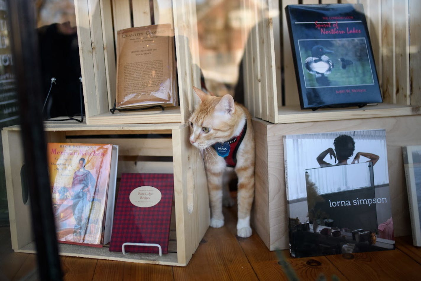 Max explored the window display at Against the Current bookstore in St. Paul.